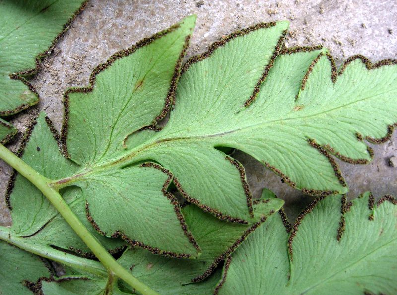 Pteridaceae Cheilanthes skinneri