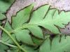 image of Cheilanthes skinneri
