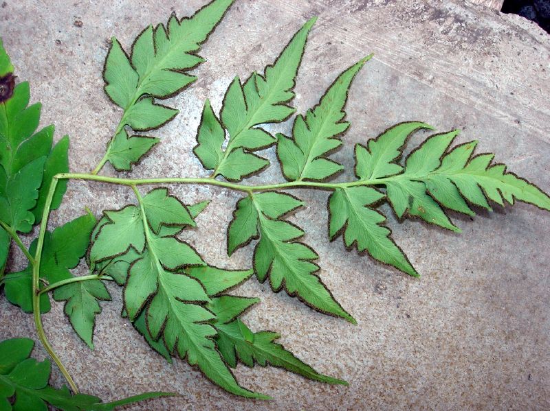 Pteridaceae Cheilanthes skinneri