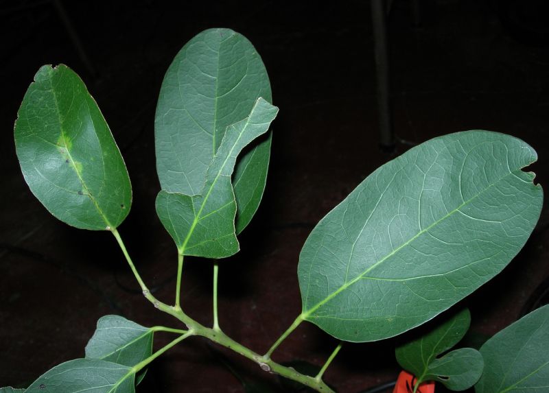 Menispermaceae Hyperbaena tonduzii