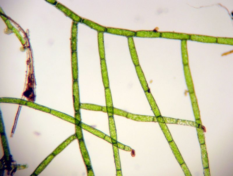 Hymenophyllaceae Vandenboschia collariatum