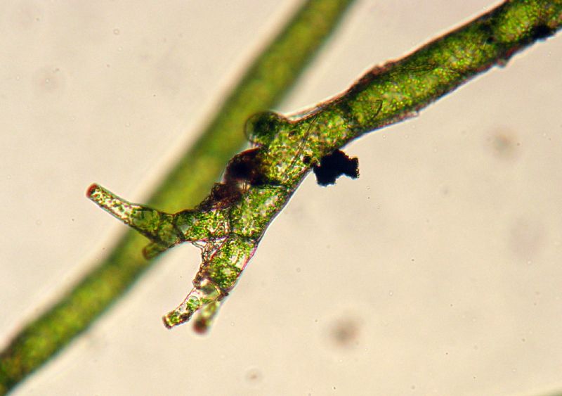 Hymenophyllaceae Vandenboschia collariatum