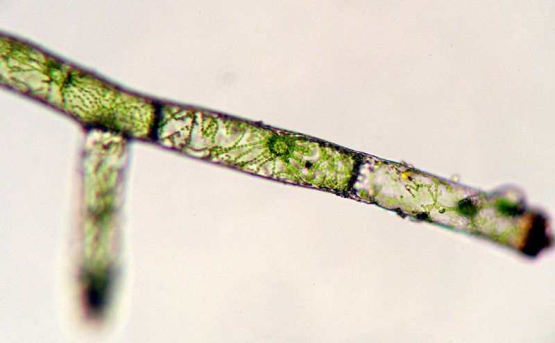Hymenophyllaceae Vandenboschia collariatum