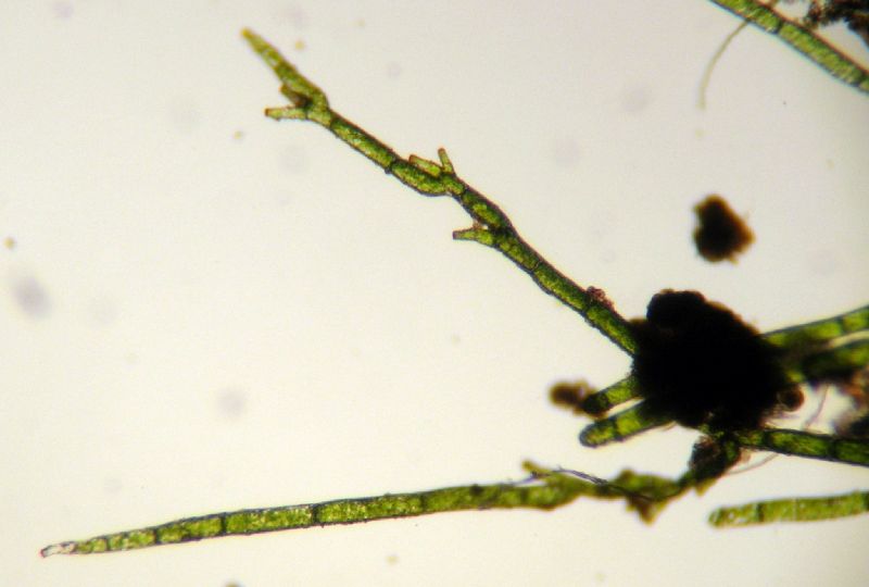 Hymenophyllaceae Vandenboschia collariatum