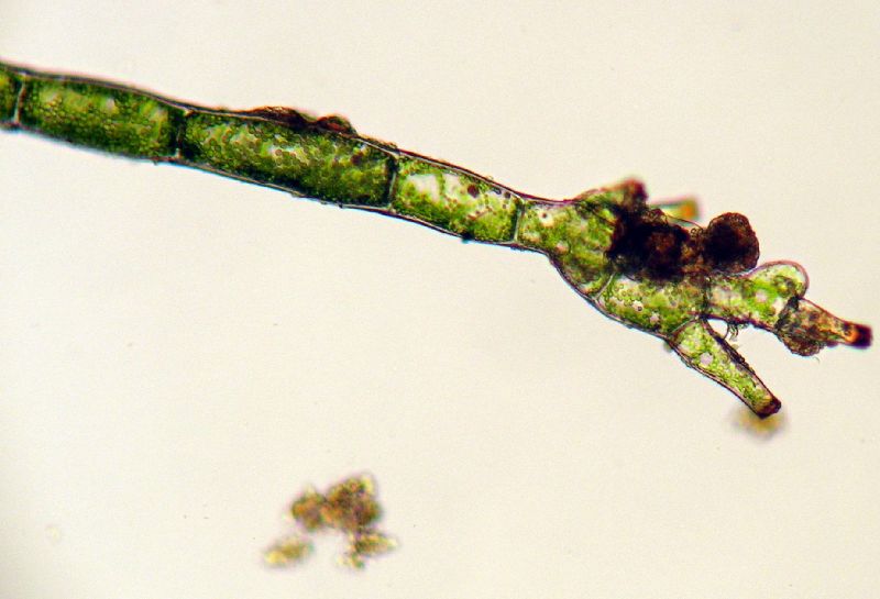Hymenophyllaceae Vandenboschia collariatum
