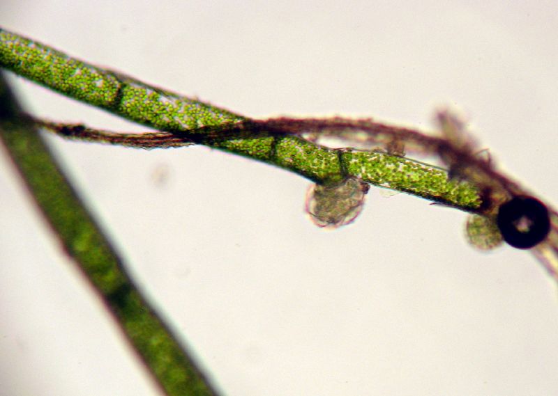 Hymenophyllaceae Vandenboschia collariatum