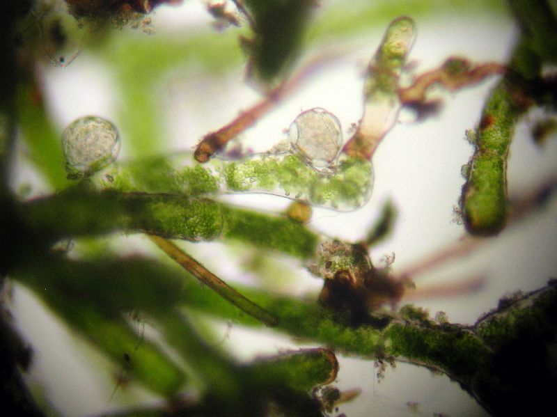 Hymenophyllaceae Trichomanes rigidum