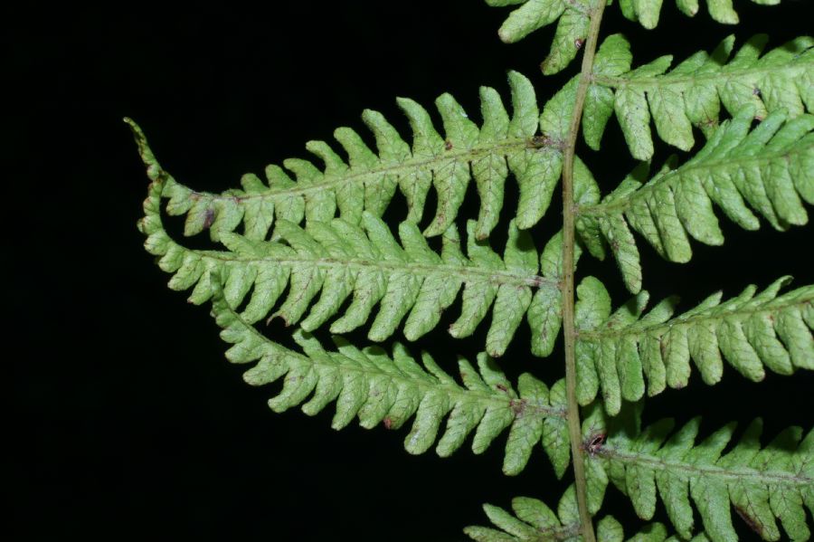 Thelypteridaceae Coryphopteris simulata