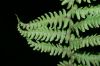 image of Coryphopteris simulata