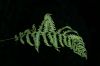 image of Coryphopteris simulata