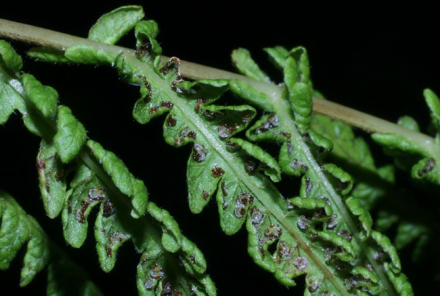 Thelypteridaceae Coryphopteris simulata