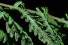 image of Coryphopteris simulata