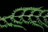 image of Coryphopteris simulata