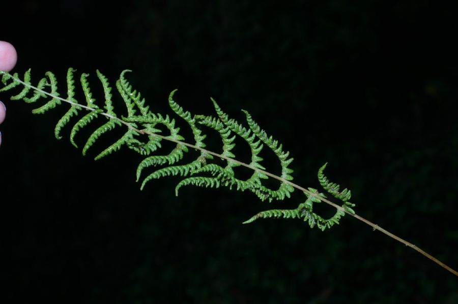 Thelypteridaceae Coryphopteris simulata