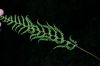 image of Coryphopteris simulata