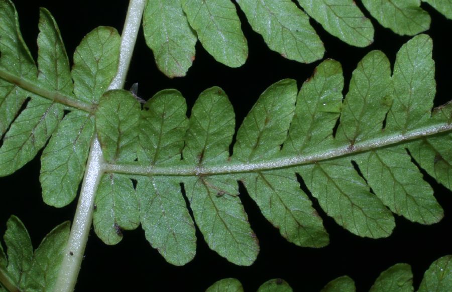 Thelypteridaceae Coryphopteris simulata