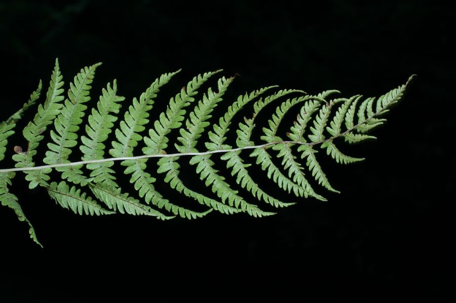 Thelypteridaceae Coryphopteris simulata