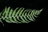image of Coryphopteris simulata