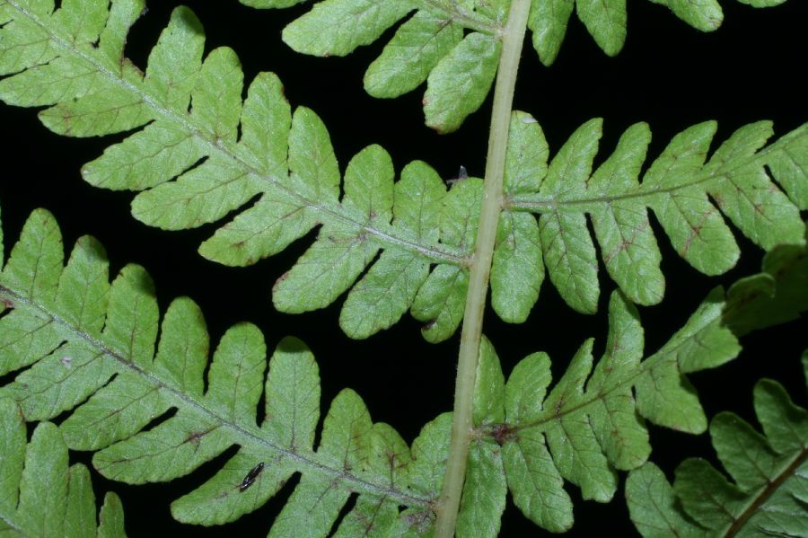Thelypteridaceae Coryphopteris simulata