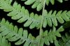image of Coryphopteris simulata