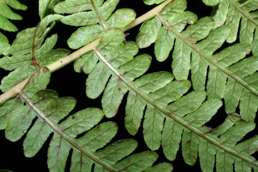 Thelypteridaceae Coryphopteris simulata