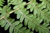 image of Coryphopteris simulata