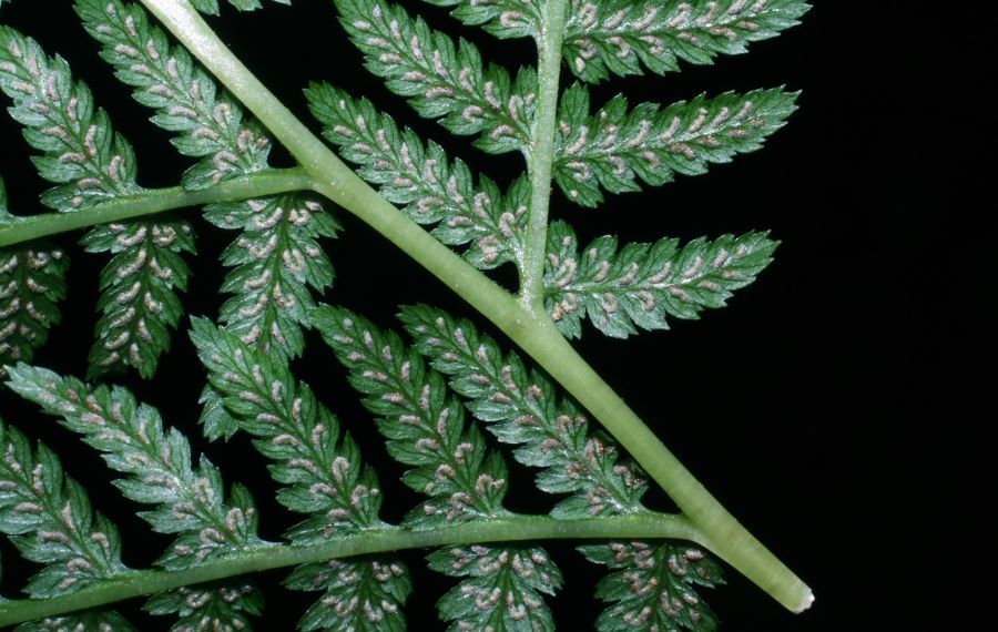 Athyriaceae Athyrium filix-femina
