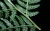 image of Athyrium filix-femina