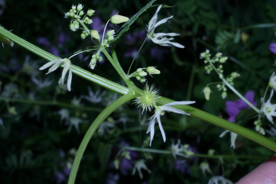 Cucurbitaceae Echinocystis lobata