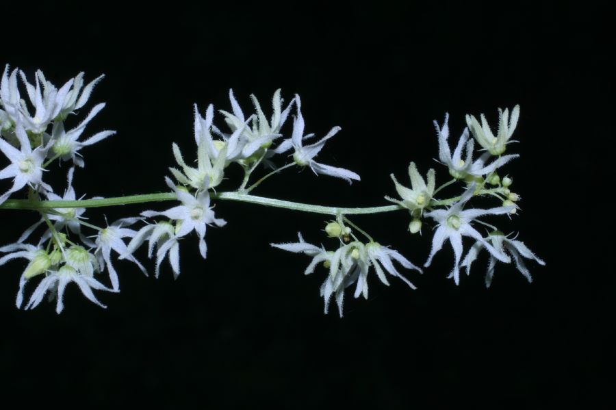 Cucurbitaceae Echinocystis lobata