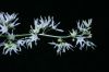 image of Echinocystis lobata
