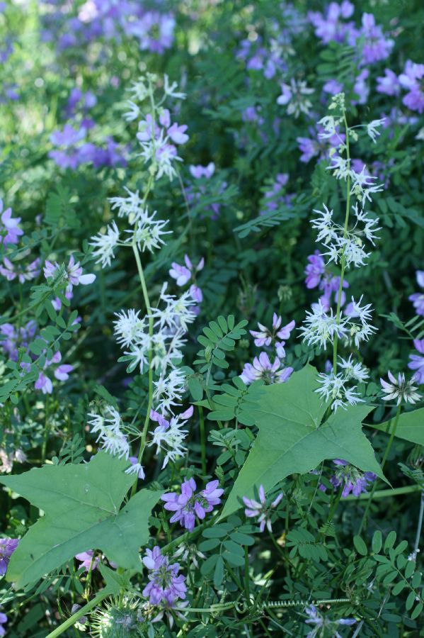 Cucurbitaceae Echinocystis lobata