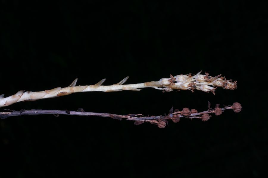 Ericaceae Monotropa hypopithys