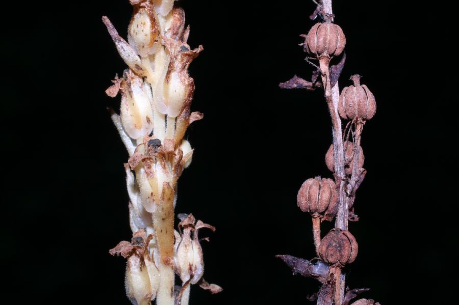 Ericaceae Monotropa hypopithys