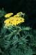 image of Tanacetum vulgare