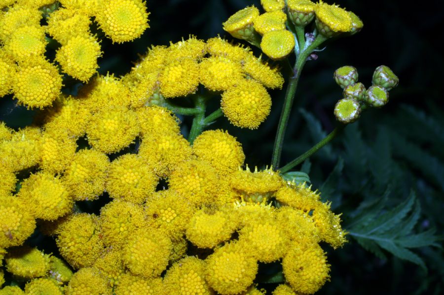 Asteraceae Tanacetum vulgare