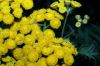 image of Tanacetum vulgare