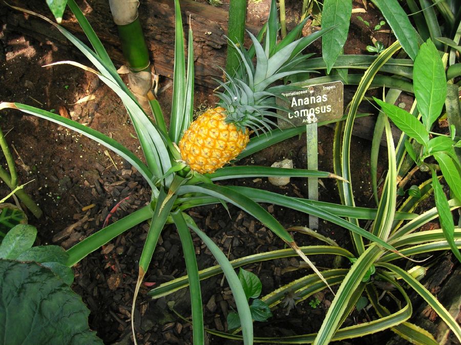 Bromeliaceae Ananas comosus