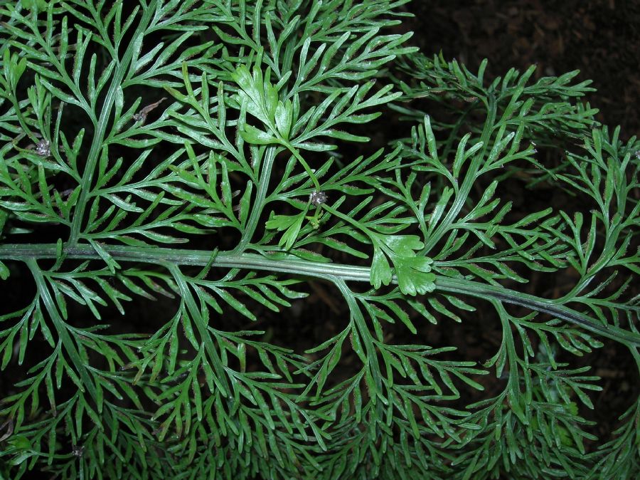 Aspleniaceae Asplenium bulbiferum