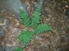 image of Dryopteris marginalis