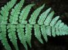 image of Dryopteris marginalis