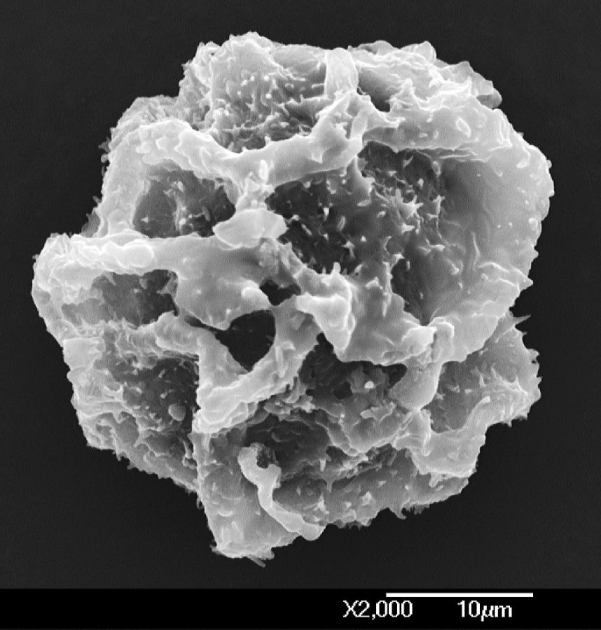 Dryopteridaceae Elaphoglossum bifurcatum