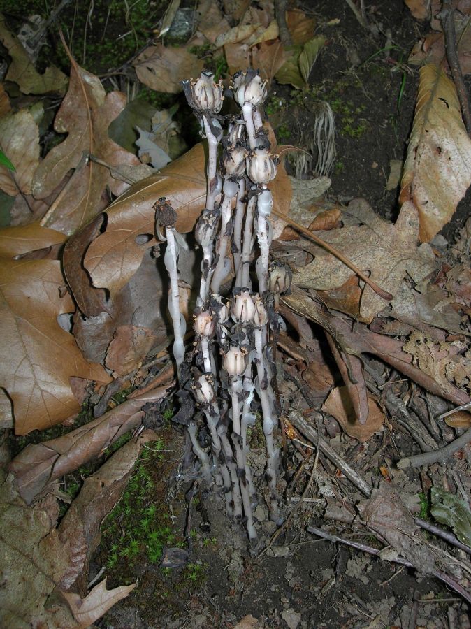 Ericaceae Monotropa uniflora