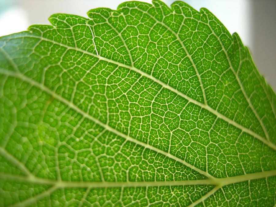 Moraceae Morus alba