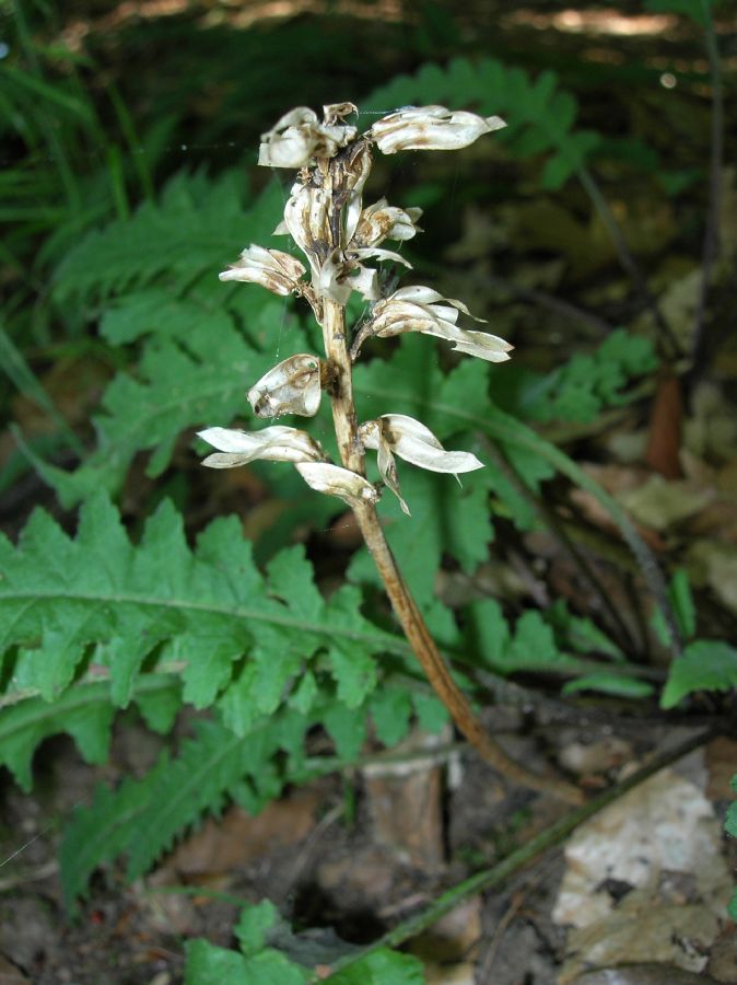 Orobanchaceae Pedicularis canadensis