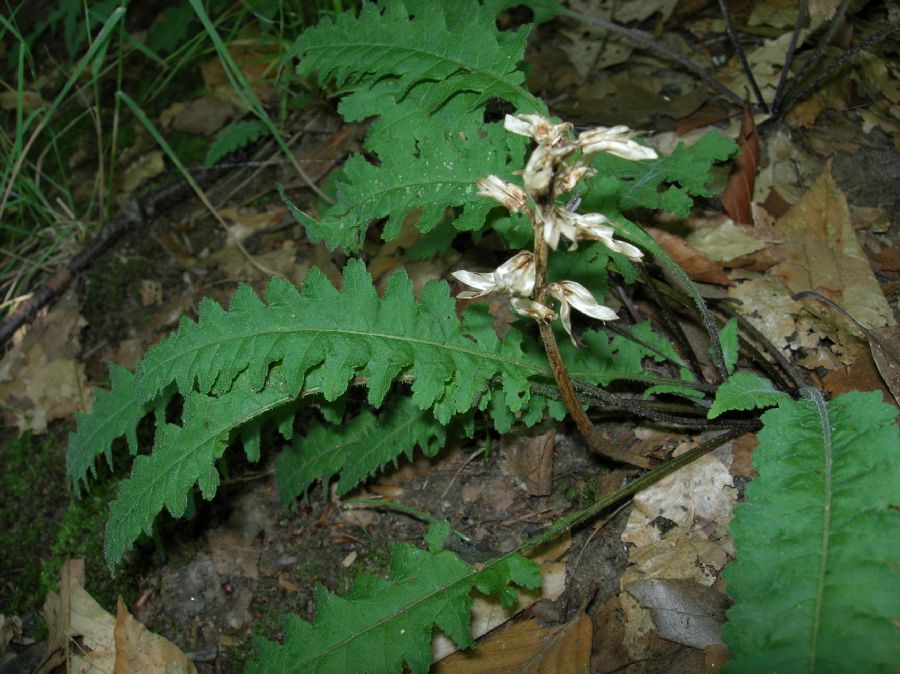 Orobanchaceae Pedicularis canadensis