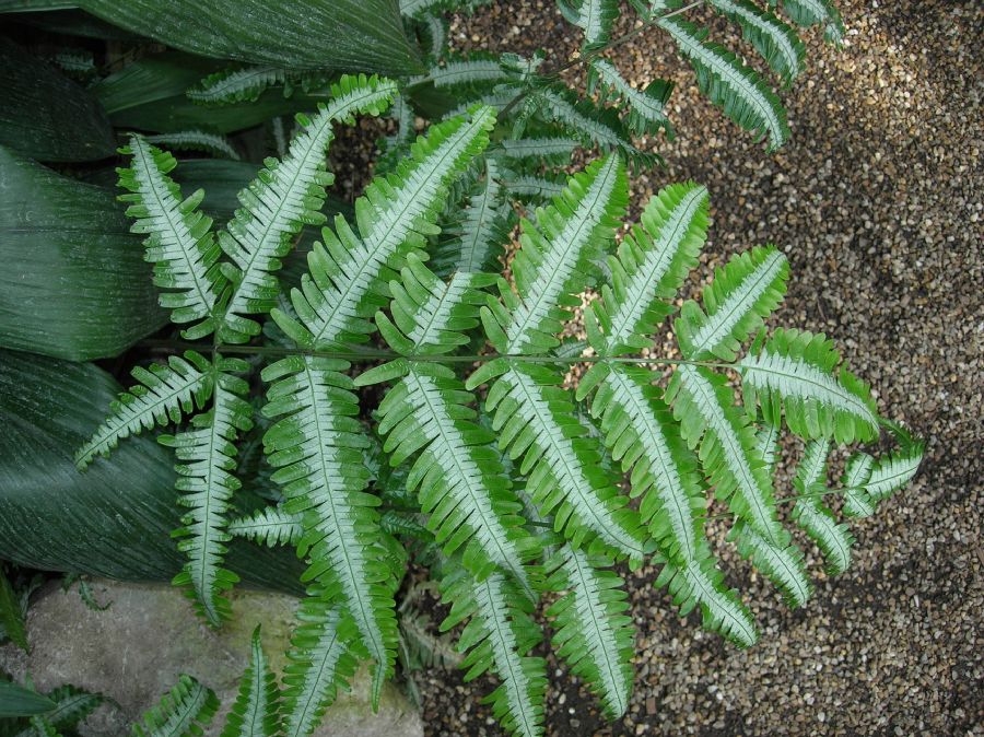 Pteridaceae Pteris argyraea