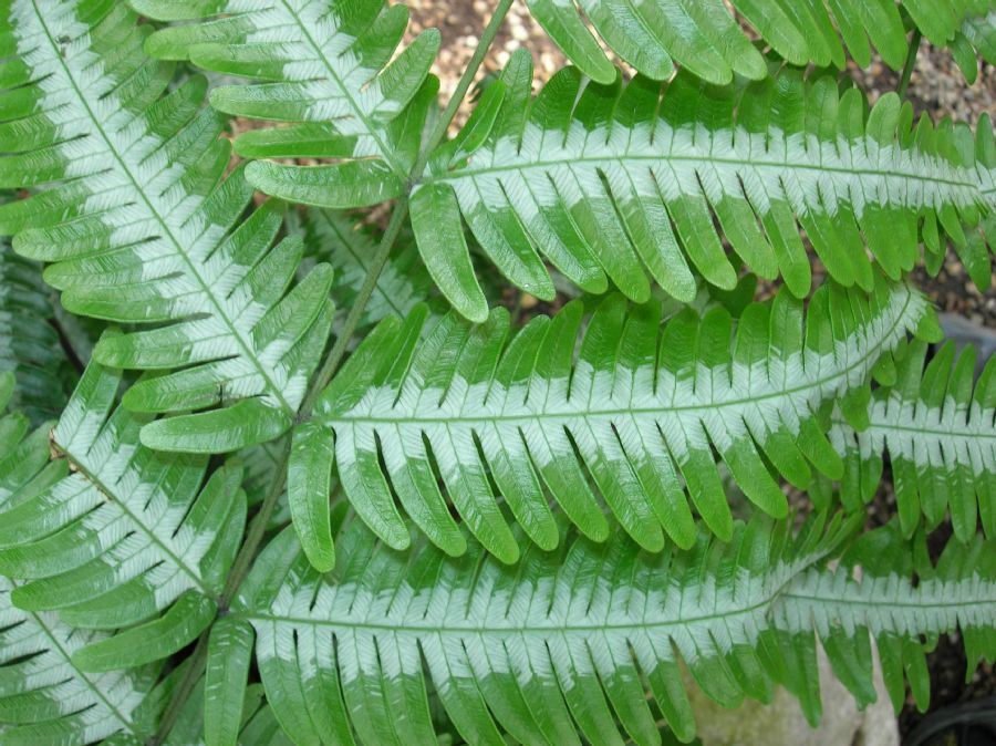 Pteridaceae Pteris argyraea