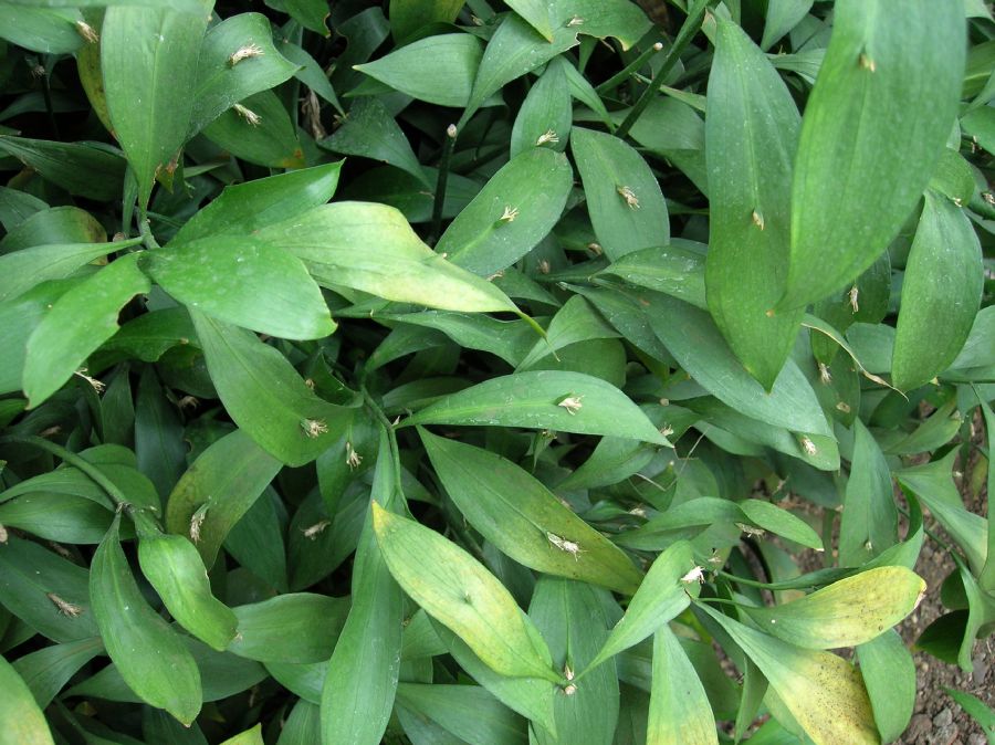 Asparagaceae Ruscus microglossus