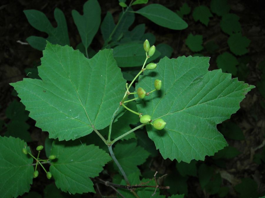 Adoxaceae Viburnum acerifolium